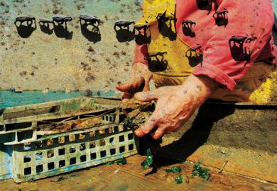 Oyster fisherman catching Colchester Natives, West Mersea, UK