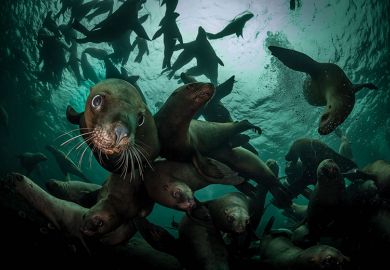 Seals Seals