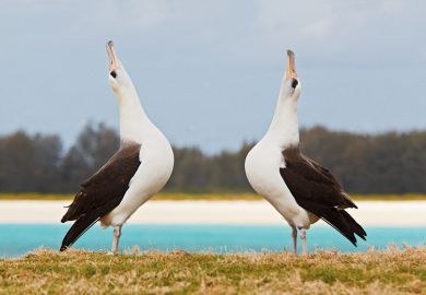 Pair of albatrosses