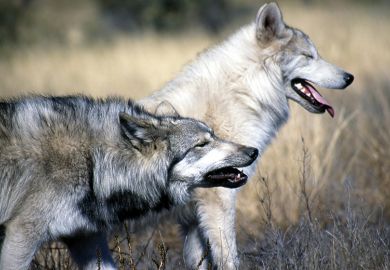 Pair of wolves walking among long grass
