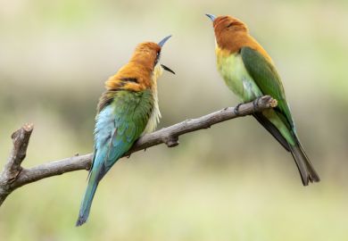 Image of a pair of birds on a tree branch as a symbol for international students at university branch campuses