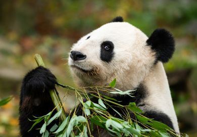 Panda eating bamboo, symbol of China