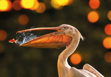 pelican goldfish pelican goldfish