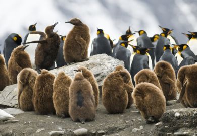 Juvenile penguins huddling Juvenile penguins huddling