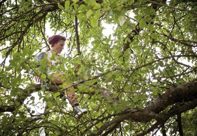 Person sitting in tree