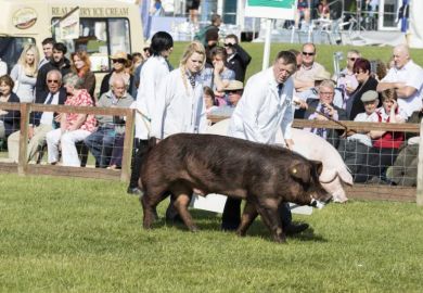 Pig being judged in competition by people in white coats