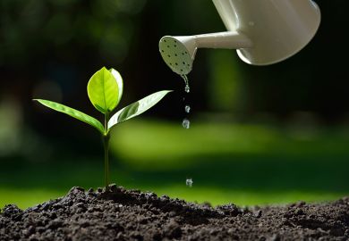 Plant shoot being watered with watering can Plant shoot being watered with watering can