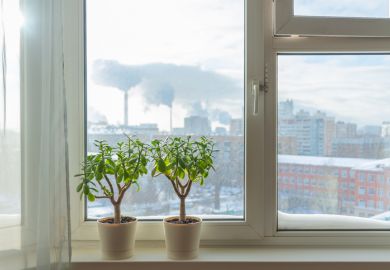 Plants on a windowsill