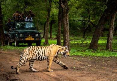 ranthambore national park, rajasthan, India - August 10, 2018 - wild royal bengal tiger in open during monsoon season and wildlife lovers or tourist or traveler are click images on safari vehicle