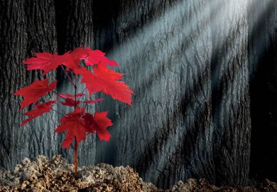 Red maple leaves lit by ray of sunlight Red maple leaves lit by ray of sunlight