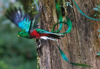 Resplendent quetzal (Pharomachrus mocinno) in flight, Mexico Resplendent quetzal (Pharomachrus mocinno) in flight, Mexico