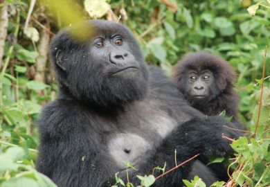 Resting mountain gorilla with infant