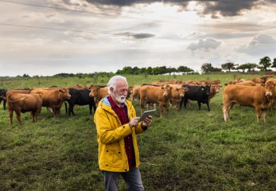 An elderly man on an ipad in a field of cows
