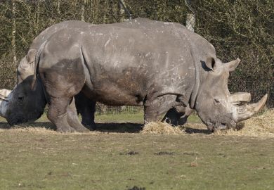 Rhino looks two-headed