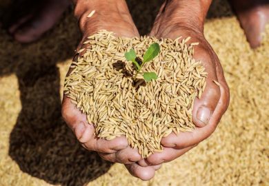 A farmer holds a handful of rice seeds A farmer holds a handful of rice seeds with a shoot growing out of one of them