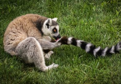 Ring-tailed lemur licking tail