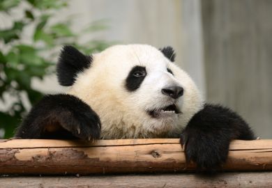 Sad Cub baby Giant Panda