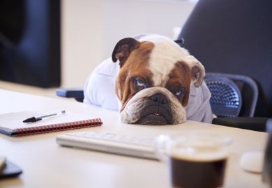 British Bulldog Dressed As Businessman Looking Sad At Desk