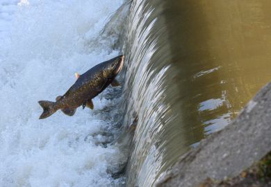 A salmon leaping up a weir, symbolising the all-or-nothing nature of degree study
