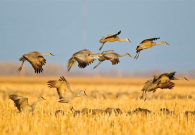 Sandhill cranes in flight above corn fields, Kearney, Nebraska
