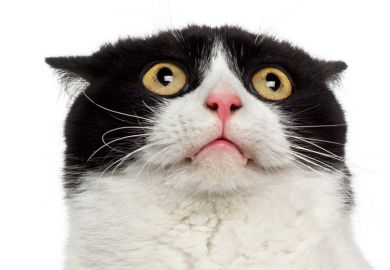 Scared/startled cat looking up Scared/startled cat looking up