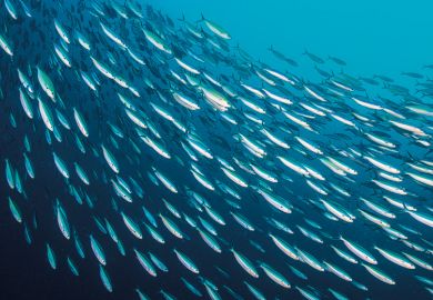School of sardines swimming in ocean