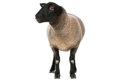 Sheep on white background Sheep on white background