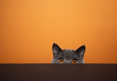 shy british shorthair blue cat hiding behind black table on orange background with copy space