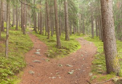 Single alpine path splits in two different directions