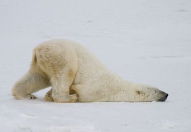 Slow polar bear