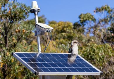 A kookaburra sits on a solar panel