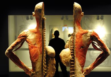 Model of human body split down the middle Model of human body split down the middle
