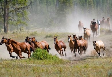 A stampede of horses illustrating article about shift to regional Australian universities