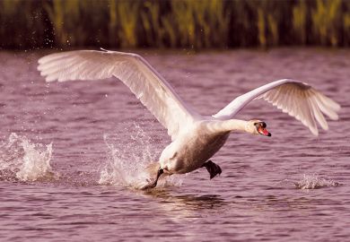 swan