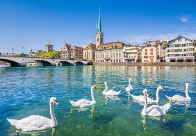 Swans on river Limmat, Zurich, Switzerland Swans on river Limmat, Zurich, Switzerland