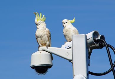 Sydney, NSW, Australia, October 11, 2020. Birds like to perch on top of CCTV posts that give them a 360-degree view of their surroundings