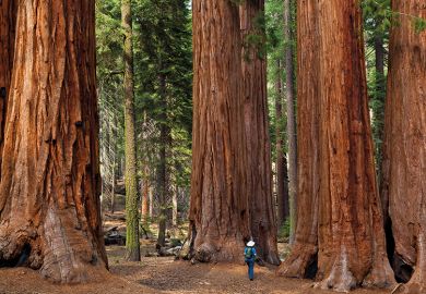 A group of redwood trees A group of redwood trees