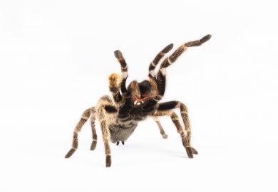Tarantula