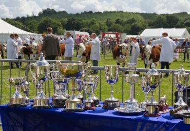 Tenbury Show, Tenbury Wells, Worcestershire, UK - 3rd August 2013 Silver trophies ready to be given to the cattle being judged in the ring at the annual Tenbury agricultural show.