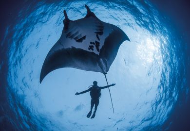 Diver with Manta ray