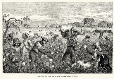 Drawing of cotton pickers on a plantation