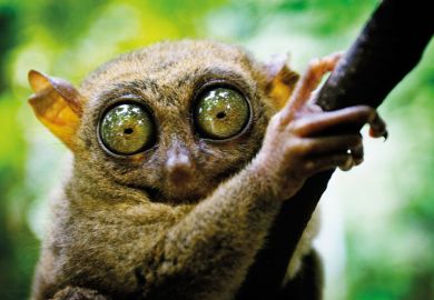 Tarsier has eyes that are larger than it's brain. Bohol island, Philippines
