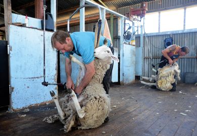 Sheep being sheared