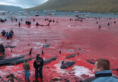 The sea red with blood after a whale hunt in the Faroe Islands