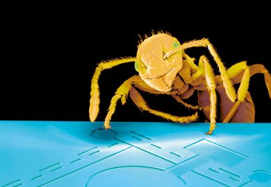 Ant on computer chip. Microscope view