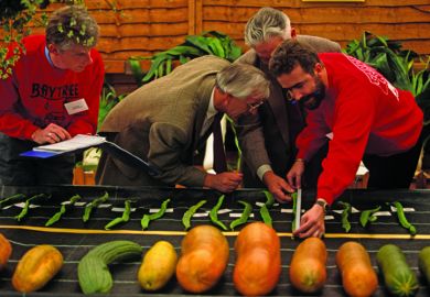 Two judges wearing identical tweed jackets are assisted by two other officials, also wearing the same red sweatshirts, are measuring oversized runner beans during the vegetable Olympics