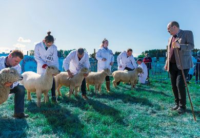 Judge assessing sheep at country show