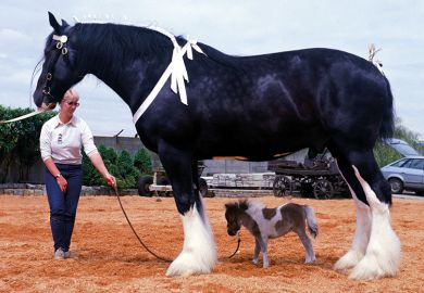 Shire horse Goliath meets miniature horse Bluebell Shire horse Goliath meets miniature horse Bluebell