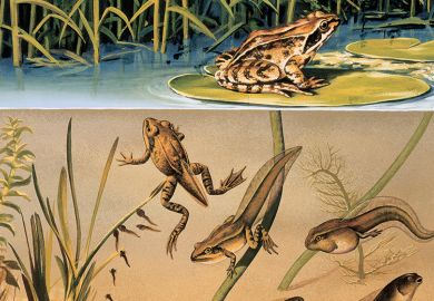 Frog life cycle