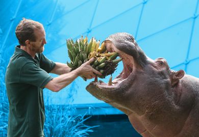 Hippo feeding Hippo feeding